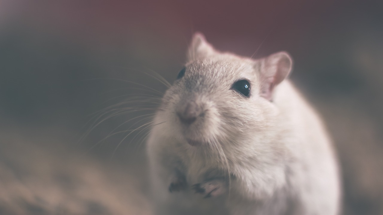 Terry Pratchett - Zadziwiający Maurycy i jego uczone szczury - mały szczurek