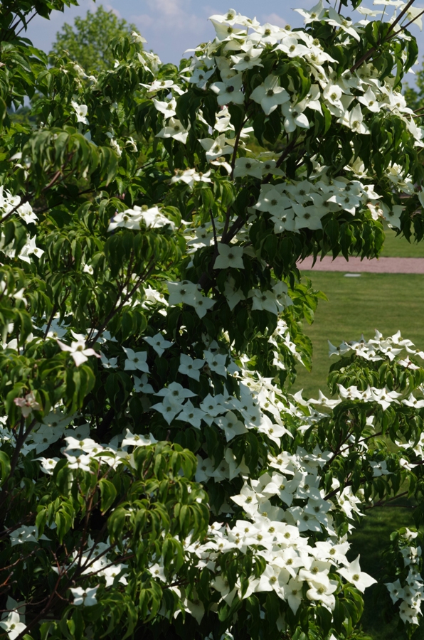 Ogrody Kapias Goczałkowice - kwitnące na biało, tylko co?