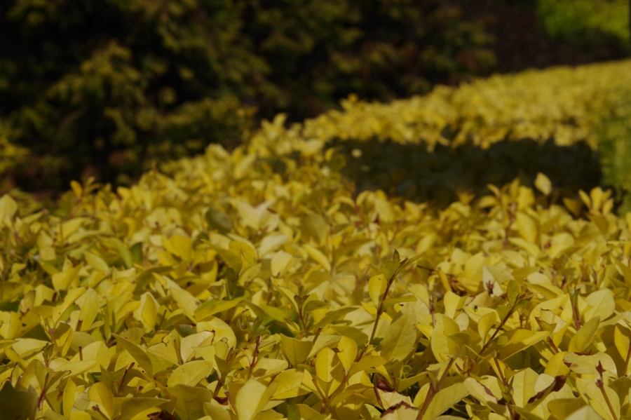Ogrody Kapias Goczałkowice - Żółty żywopłot