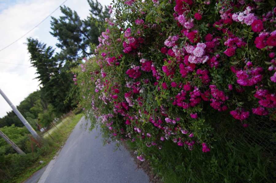 Długopole Dolne - aleja pełna róż