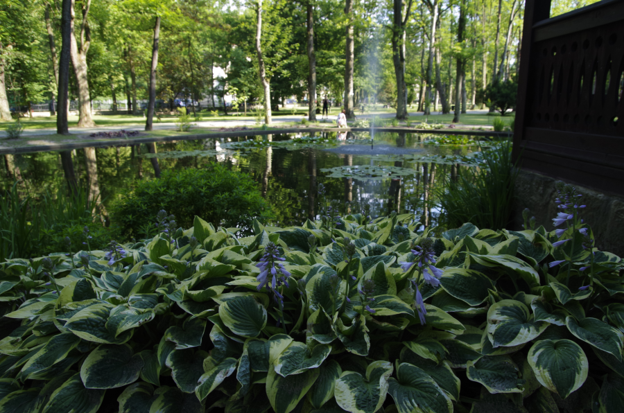 Długopole Zdrój - Roślinność wodna w Parku Zdrojowym