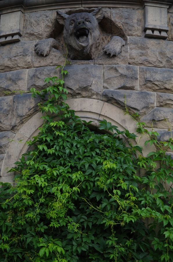 Zamek Moszna - niedźwiedź atakuje z nad bluszczu