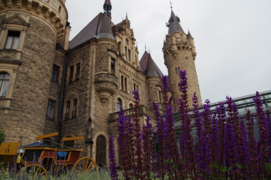 Zamek Moszna - lawenda z zamkiem i powoze w tle