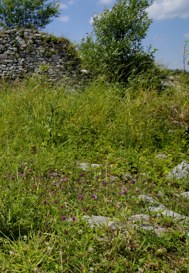 Zamek Karpień - ruiny, fragment murów