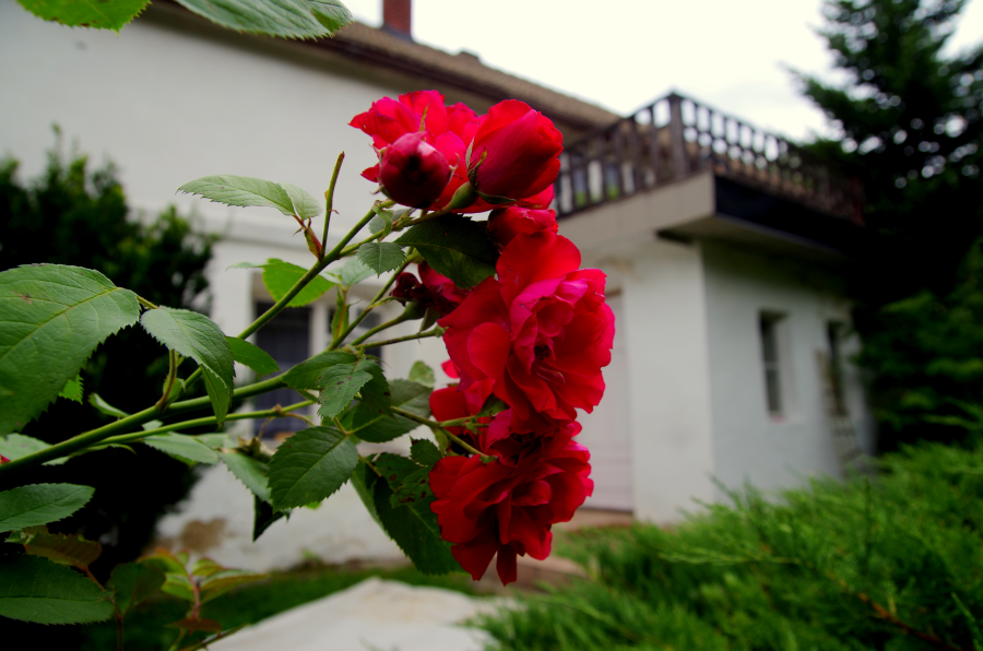 Jak oswoić stary dom - róże frontowe