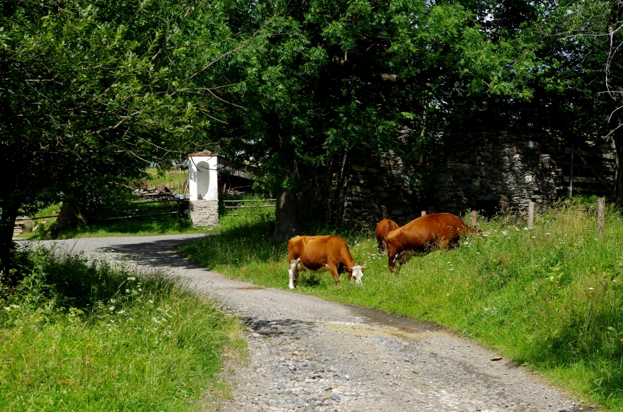Sudeckie wsie widma - krowy przy kapliczce