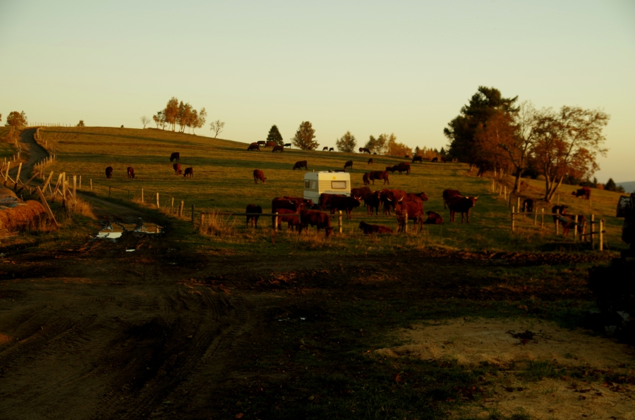Sudeckie wsie widma - czy krowy mieszkają w przyczepach?