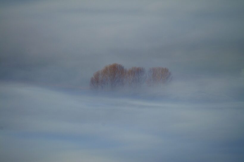 wilkanowski drzewa we mgle